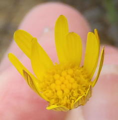 Euryops ericoides