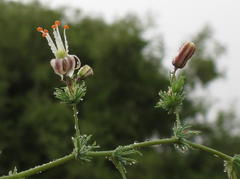 Asparagus fasciculatus