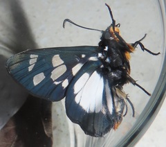 Abantis paradisea