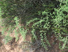 Asparagus fasciculatus