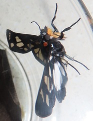 Abantis paradisea