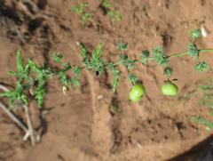 Asparagus fasciculatus