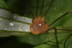 Leiobunum ventricosum