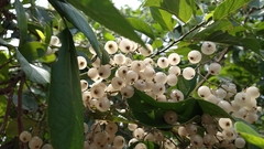 Cordia dentata