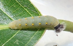 Abantis paradisea