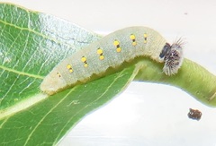 Abantis paradisea