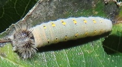 Abantis paradisea