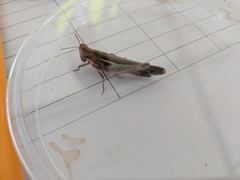 Aiolopus thalassinus dubius