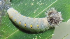 Abantis paradisea