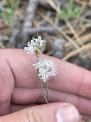 Eriogonum wrightii oresbium