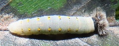 Abantis paradisea