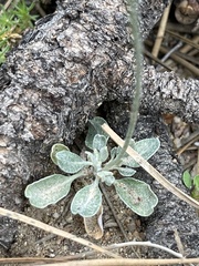 Eriogonum wrightii oresbium