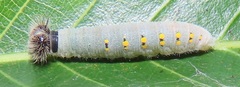 Abantis paradisea