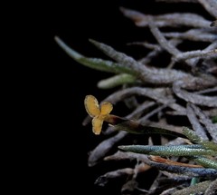 Tillandsia capillaris