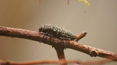 Lampetis auropunctata