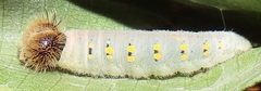 Abantis paradisea