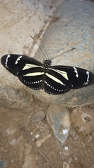 Heliconius peruvianus