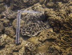 Sclerophytum abrupta