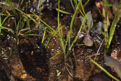 Isoetes melanopoda