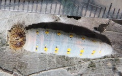 Abantis paradisea