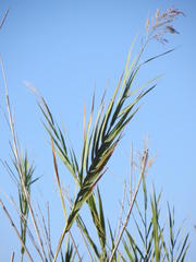 Phragmites mauritianus