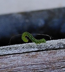 Lepidoptera