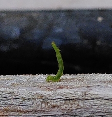 Lepidoptera