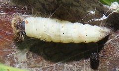 Abantis paradisea
