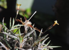 Tillandsia capillaris