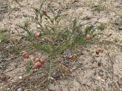 Astragalus gruinus