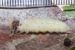 Abantis paradisea