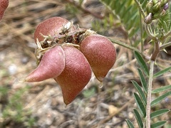 Astragalus gruinus