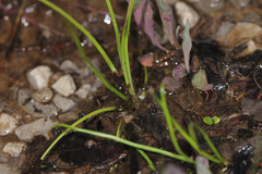 Isoetes melanopoda