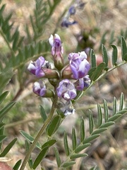 Astragalus gruinus