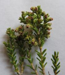 Erica serrata
