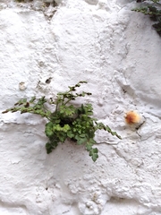 Asplenium ruta-muraria