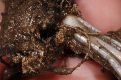 Isoetes melanopoda