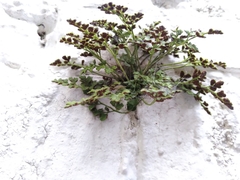 Asplenium ruta-muraria