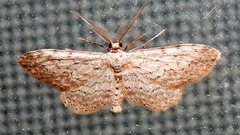 Pimaphera sparsaria