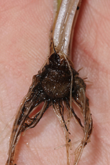 Isoetes melanopoda