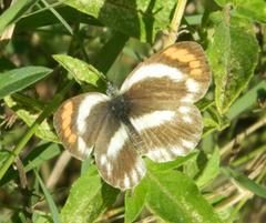 Colotis euippe omphale