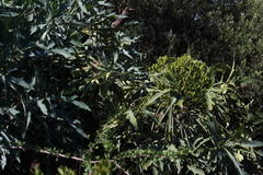 Cussonia paniculata sinuata