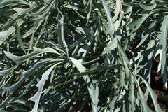 Cussonia paniculata sinuata