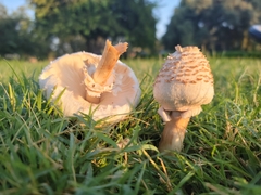Chlorophyllum molybdites