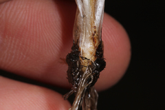 Isoetes melanopoda