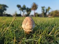 Chlorophyllum molybdites