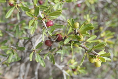 Rhamnus lycioides