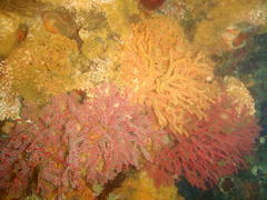 Melithaea rubra