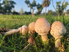 Chlorophyllum molybdites
