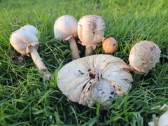 Chlorophyllum molybdites